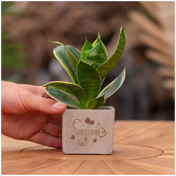 Ein Steintöpfchen mit dem Text "Herzlichen Glückwunsch" und einem Sansevieria-Pflänzchen darin, Geschenk-Tipp, Nikolaus-Tipp, Weihnachtsgeschenk, Kollege, 15 cm - Ø7,5 cm