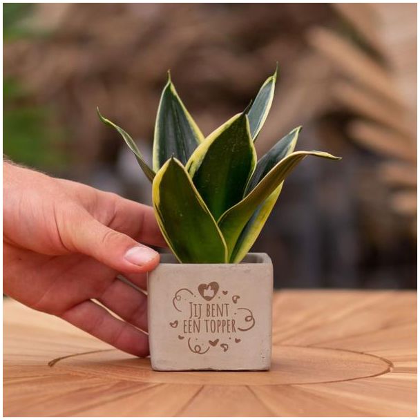 Ein Stetopf mit dem Text "Du bist ein Spitzenreiter" mit einem Sansevieria-Pflänzchen darin, Geschenk-Tipp, Nikolaus-Tipp, Weihnachtsgeschenk, Kollege, 15 cm - Ø7,5 cm