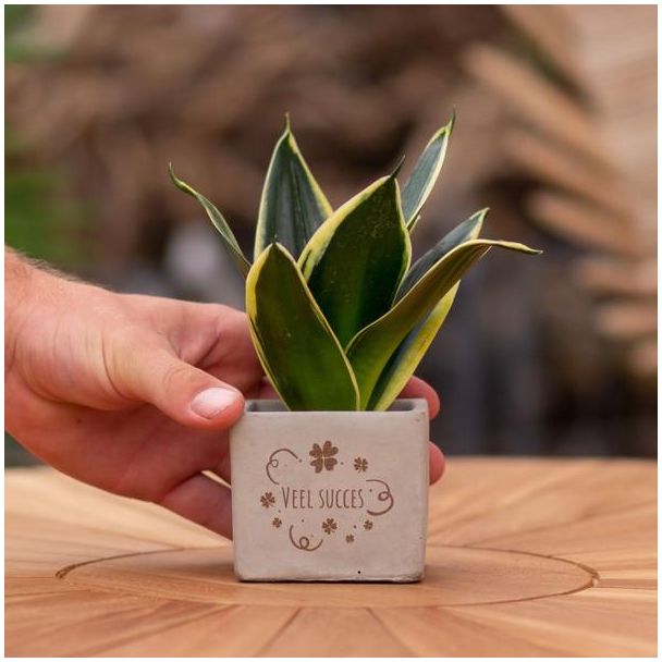 Ein Steintöpfchen mit dem Text "Viel Erfolg" und einer Sansevieria-Pflanze darin, Geschenk-Tipp, Nikolaus-Tipp, Weihnachtsgeschenk, Kollege, 15 cm - Ø7,5 cm