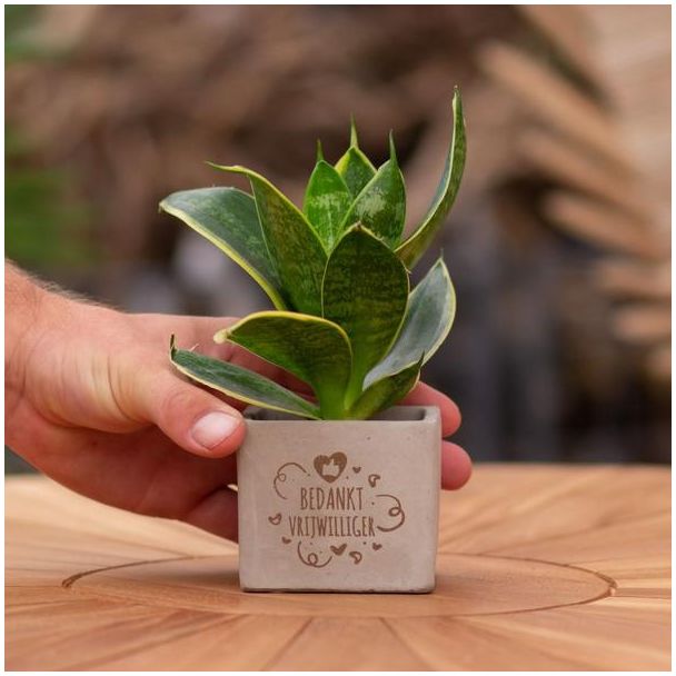 Ein Steintöpfchen mit dem Text "Danke, Freiwilliger" mit einem Sansevieria-Pflänzchen darin, Geschenk-Tipp, Nikolaus-Tipp, Weihnachtsgeschenk, Kollege, 15 cm - Ø7,5 cm
