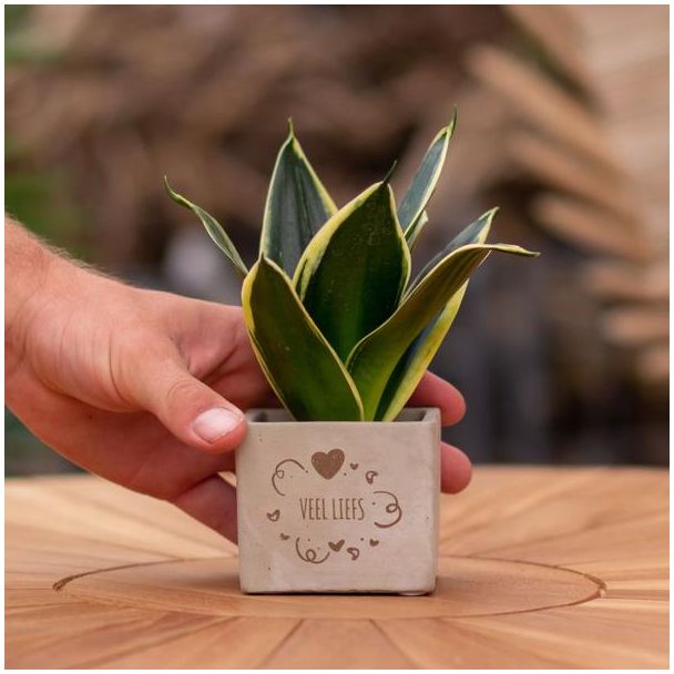 Ein Steingefäß mit dem Text "Viel Liebe" und einem Sansevieria-Pflänzchen darin, Geschenk-Tipp, Nikolaus-Tipp, Weihnachtsgeschenk, Kollege, 15 cm - Ø7,5 cm