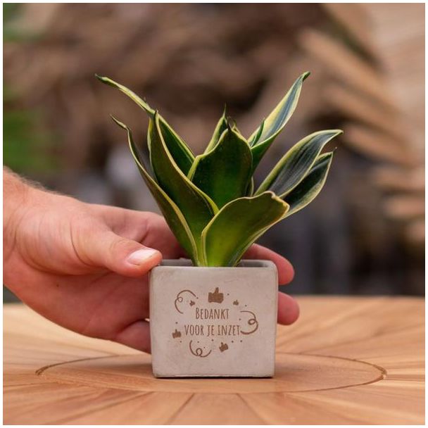 Ein Steintöpfchen mit dem Text "Danke für deinen Einsatz" mit einem Sansevieria-Pflänzchen darin, Geschenk-Tipp, Nikolaus-Tipp, Weihnachtsgeschenk, Kollege, 15 cm - Ø7,5 cm