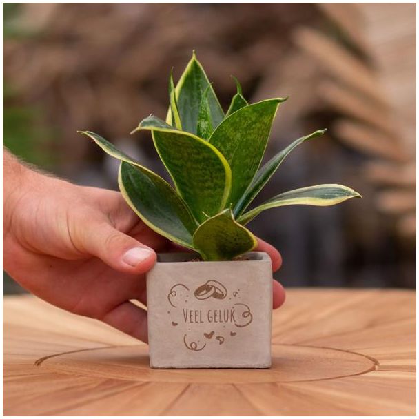 Ein Steintöpfchen mit dem Text "Viel Glück" und einem Sansevieria-Pflänzchen darin, Geschenk-Tipp, Nikolaus-Tipp, Weihnachtsgeschenk, Kollege, 15 cm - Ø7,5 cm