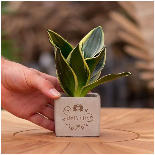 Ein Steintöpfchen mit dem Text "Gemeinsam stark" und einem Sansevieria-Pflänzchen darin, Geschenk-Tipp, Nikolaus-Tipp, Weihnachtsgeschenk, Kollege, 15 cm - Ø7,5 cm