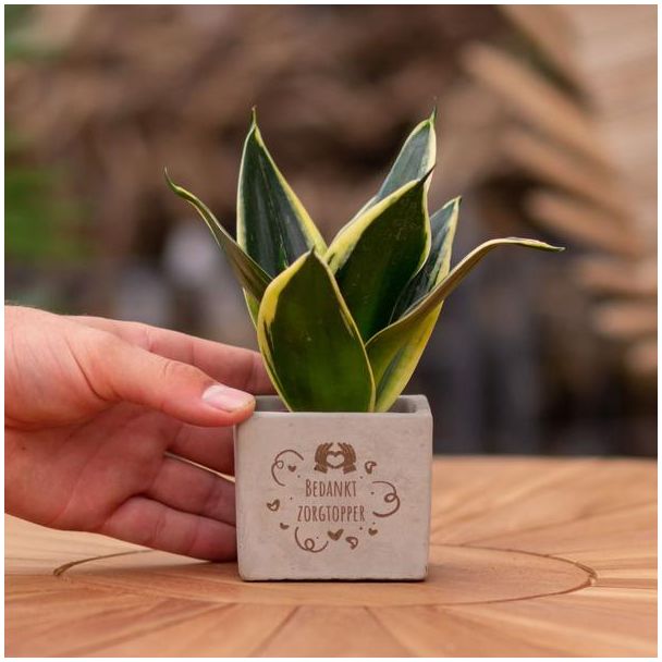 Ein Steingefäß mit dem Text "Danke, Pflegeprofi" und einer Sansevieria-Pflanze darin, Geschenk-Tipp, Nikolaus-Tipp, Weihnachtsgeschenk, Kollege, 15 cm - Ø7,5 cm