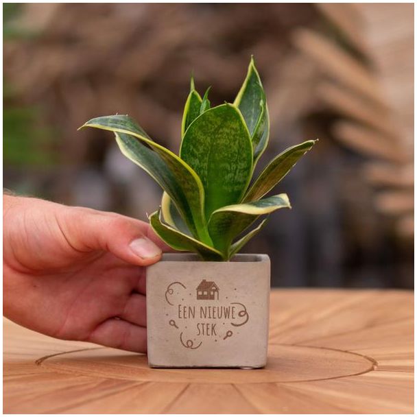 Ein Steingärtchen mit dem Text "Ein neuer Steckling" und einer Sansevieria-Pflanze darin, Geschenk-Tipp, Nikolaus-Tipp, Weihnachtsgeschenk, Kollege, 15 cm - Ø7,5 cm