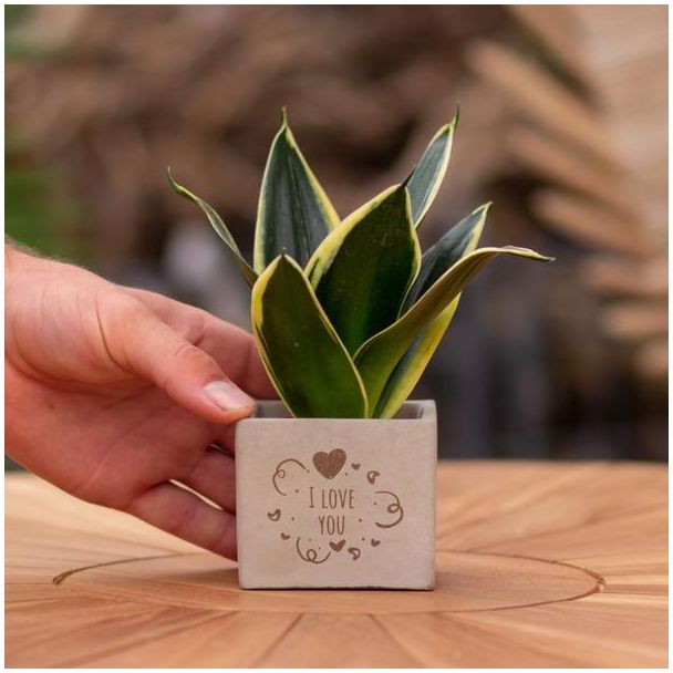Ein Steintöpfchen mit dem Text "Ich liebe dich" und einer Sansevieria-Pflanze darin, Geschenk-Tipp, Nikolaus-Tipp, Weihnachtsgeschenk, Kollege, 15 cm - Ø7,5 cm