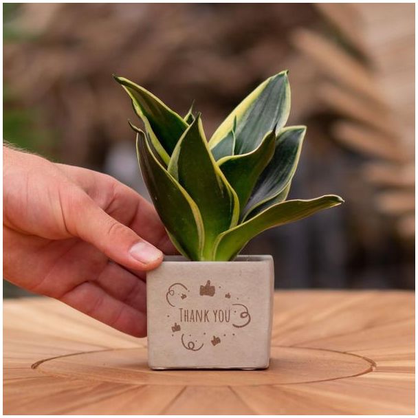 Ein Steingefäß mit dem Text "Danke" und einer Sansevieria-Pflanze darin, Geschenkidee, Nikolaus-Tipp, Weihnachtsgeschenk, Kollege, 15 cm - Ø7,5 cm
