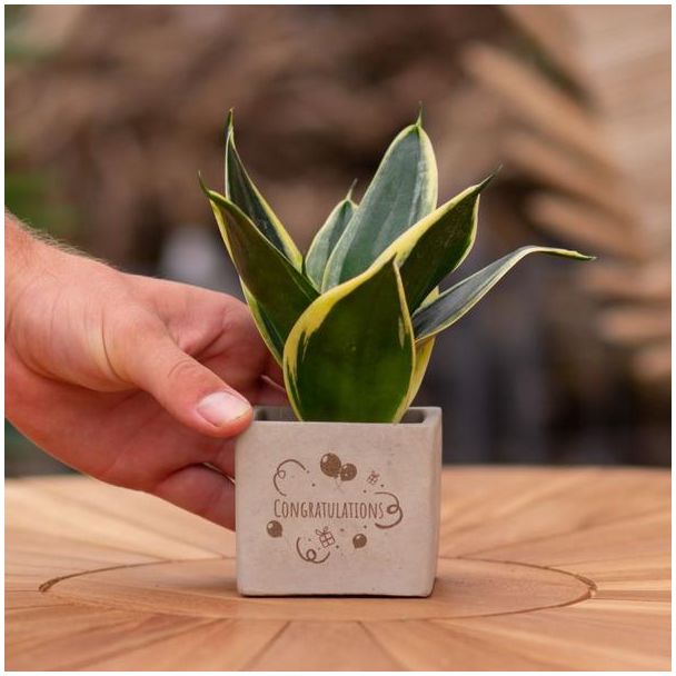 Ein Steintöpfchen mit dem Text "Herzlichen Glückwunsch" und einer Sansevieria-Pflanze darin, Geschenk-Tipp, Nikolaus-Tipp, Weihnachtsgeschenk, Kollege, 15 cm - Ø7,5 cm
