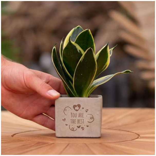 Ein Steingefäß mit dem Text "Du bist die Beste" und einer Sansevieria-Pflanze darin, Geschenk-Tipp, Nikolaus-Tipp, Weihnachtsgeschenk, Kollege, 15 cm - Ø7,5 cm