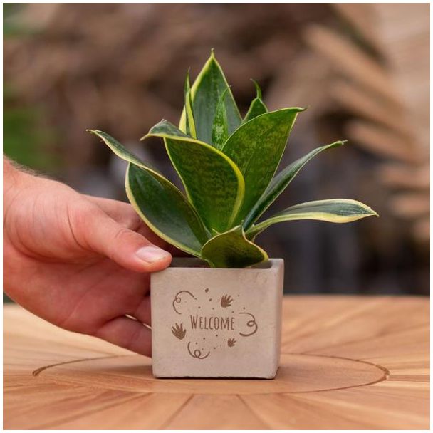 Ein Steintöpfchen mit dem Text "Willkommen" und einer Sansevieria-Pflanze darin, Geschenk-Tipp, Nikolaus-Tipp, Weihnachtsgeschenk, Kollege, 15 cm - Ø7,5 cm