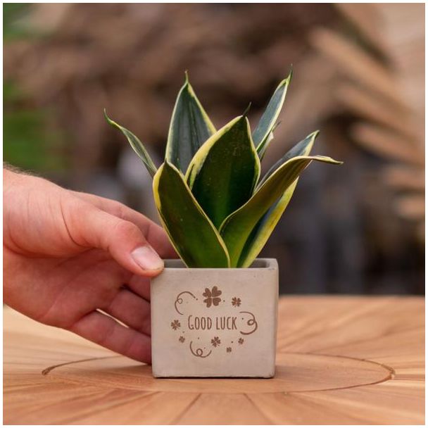 Ein Steintöpfchen mit dem Text "Gute Besserung" und einem Sansevieria-Pflänzchen darin, Geschenk-Tipp, Nikolaus-Tipp, Weihnachtsgeschenk, Kollege, 15 cm - Ø7,5 cm