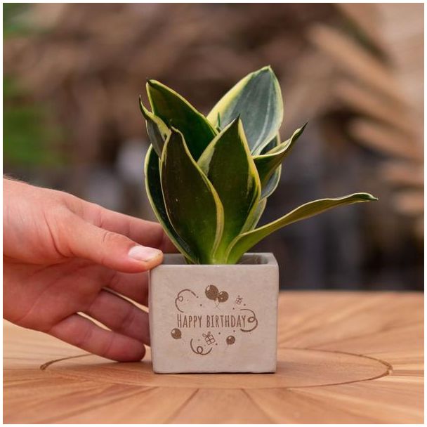 Ein Steingefäß mit dem Text "Happy Birthday" und einer Sansevieria-Pflanze darin, Geschenkidee, Nikolaus-Tipp, Weihnachtsgeschenk, Kollege, 15 cm - Ø 7,5 cm