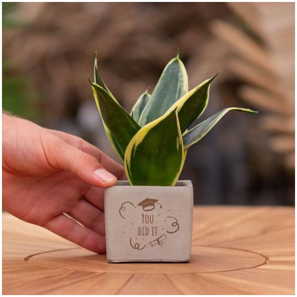 Ein Steintöpfchen mit dem Text "Du hast es geschafft" und einer Sansevieria-Pflanze darin, Geschenk-Tipp, Nikolaus-Tipp, Weihnachtsgeschenk, Kollege, 15 cm - Ø7,5 cm
