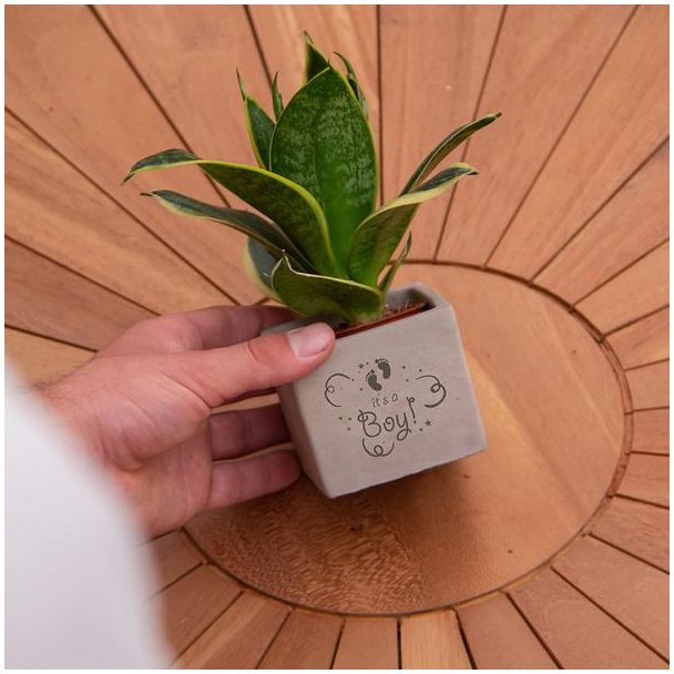 Bild