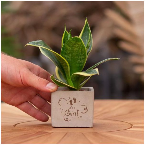 Ein Steingefäß mit dem Text "Es ist ein Mädchen" und einer Sansevieria-Pflanze darin, Geschenk-Tipp, Nikolaus-Tipp, Weihnachtsgeschenk, Kollege, 15 cm - Ø7,5 cm