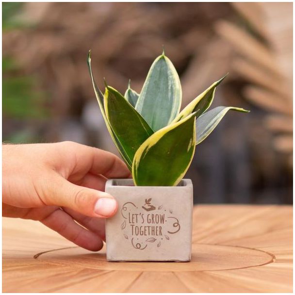 Ein Steingefäß mit dem Text "Lasst uns gemeinsam wachsen" mit einem Sansevieria-Pflänzchen darin, Geschenkidee, Nikolaus-Tipp, Weihnachtsgeschenk, Kollege, 15 cm - Ø7,5 cm