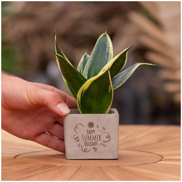 Ein Steingefäß mit dem Text "Frohe Sommerferien" und einer Sansevieria-Pflanze darin, Geschenkidee, Nikolaus-Tipp, Weihnachtsgeschenk, Kollege, 15 cm - Ø7,5 cm