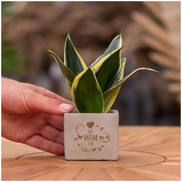 Ein Steintöpfchen mit dem Text "Beste Mama aller Zeiten" und einem Sansevieria-Pflänzchen darin, Geschenk-Tipp, Nikolaus-Tipp, Weihnachtsgeschenk, Kollege, 15 cm - Ø7,5 cm