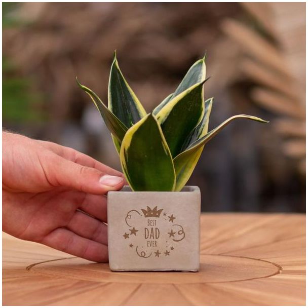Ein Steingefäß mit dem Text "Bester Papa aller Zeiten" und einer Sansevieria-Pflanze darin, Geschenkidee, Nikolaus-Tipp, Weihnachtsgeschenk, Kollege, 15 cm - Ø7,5 cm
