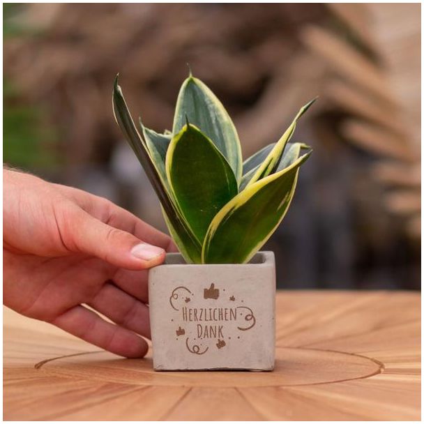 Ein Steintöpfchen mit dem Text "Herzlichen Dank" und einer Sansevieria-Pflanze darin, Geschenk-Tipp, Nikolaus-Tipp, Weihnachtsgeschenk, Kollege, 15 cm - Ø7,5 cm