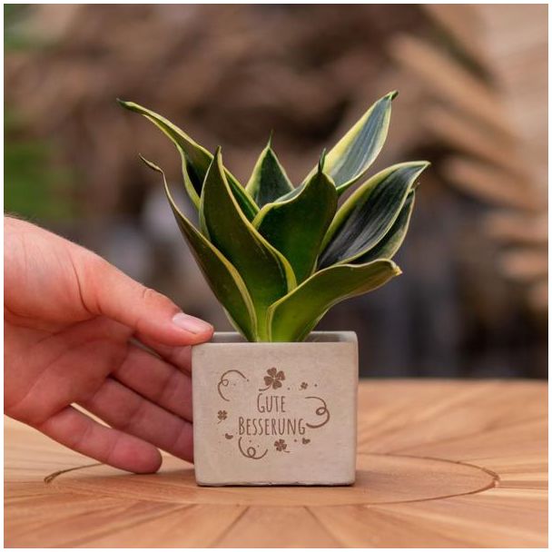 Ein Steingefäß mit dem Text "Gute Besserung" und einer Sansevieria-Pflanze darin, Geschenkidee, Nikolaus-Tipp, Weihnachtsgeschenk, Kollege, 15 cm - Ø7,5 cm
