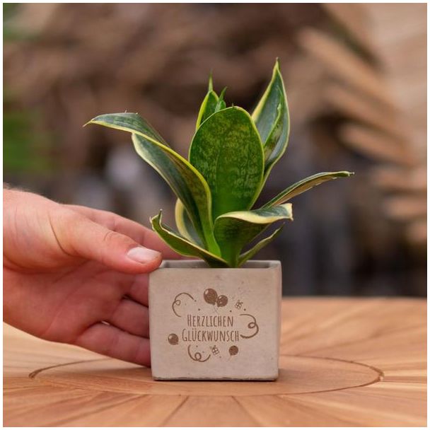 Ein Steingefäß mit dem Text "Herzlichen Glückwunsch" und einer Sansevieria-Pflanze darin, Geschenk-Tipp, Nikolaus-Tipp, Weihnachtsgeschenk, Kollege, 15 cm - Ø7,5 cm