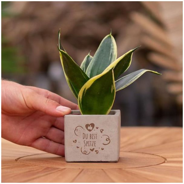 Ein Steingefäß mit dem Text "Du bist Spitze" und einer Sansevieria-Pflanze darin, Geschenk-Tipp, Nikolaus-Tipp, Weihnachtsgeschenk, Kollege, 15 cm - Ø7,5 cm