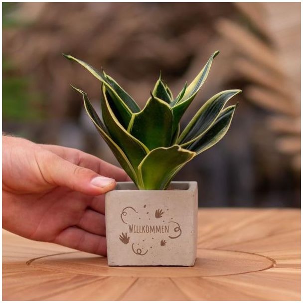 Ein Steingefäß mit dem Text "Willkommen" und einem Sansevieria-Pflänzchen darin, Geschenk-Tipp, Nikolaus-Tipp, Weihnachtsgeschenk, Kollege, 15 cm - Ø7,5 cm
