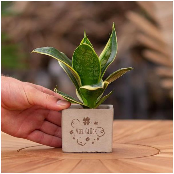 Ein Steingefäß mit dem Text "Viel Glück" und einer Sansevieria-Pflanze darin, Geschenkidee, Nikolaus-Tipp, Weihnachtsgeschenk, Kollege, 15 cm - Ø7,5 cm