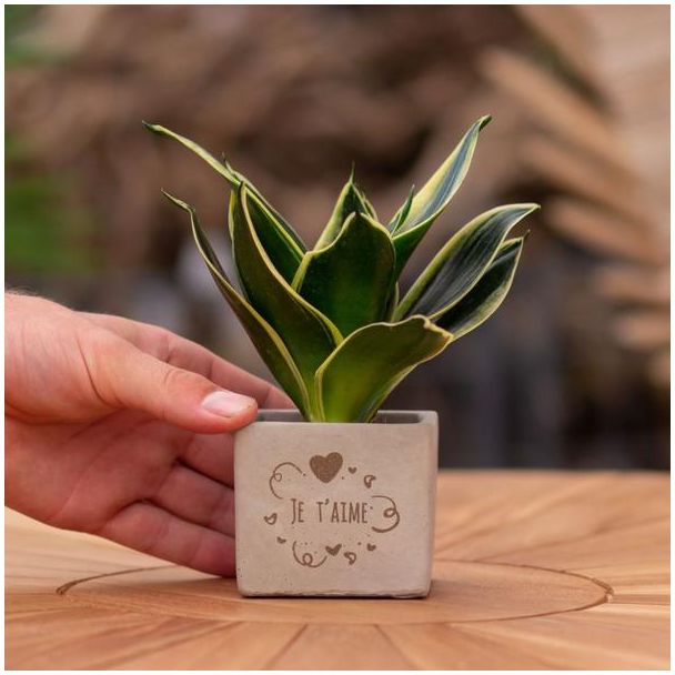 Ein Steintöpfchen mit dem Text "Je t'aime" und einem Sansevieria-Pflänzchen darin, Geschenk-Tipp, Nikolaus-Tipp, Weihnachtsgeschenk, Kollege, 15 cm - Ø7,5 cm