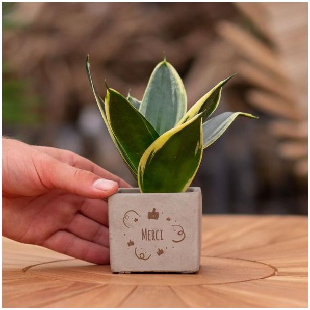 Ein Steintöpfchen mit dem Text "Danke" und einer Sansevieria-Pflanze, Geschenkidee, Nikolaus-Tipp, Weihnachtsgeschenk, Kollege, 15 cm - Ø7,5 cm
