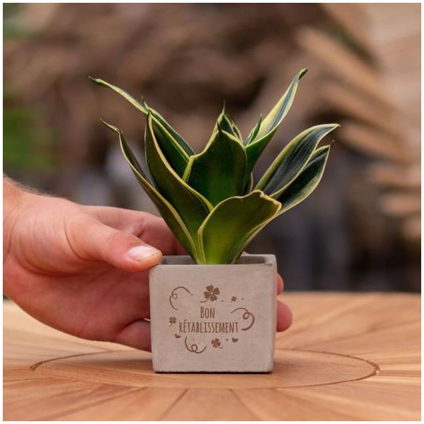 Ein Steintöpfchen mit dem Text "Gute Besserung" und einer Sansevieria-Pflanze darin, Geschenk-Tipp, Nikolaus-Tipp, Weihnachtsgeschenk, Kollege, 15 cm - Ø7,5 cm