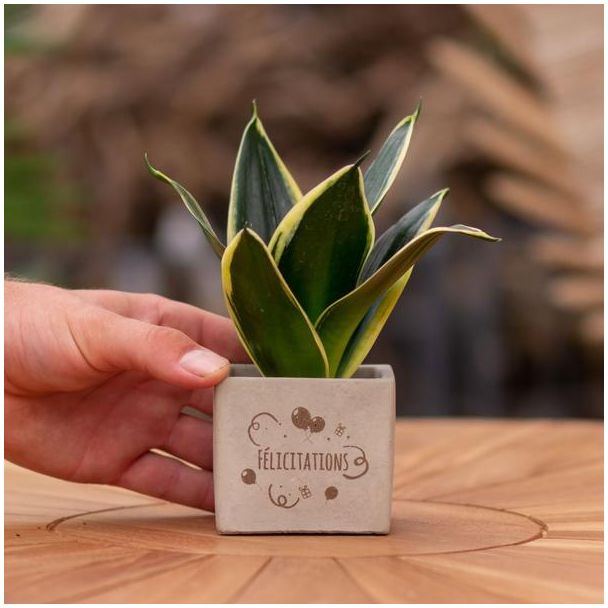 Ein Steintöpfchen mit dem Text "Félicitations" und einer Sansevieria-Pflanze darin, Geschenkidee, Nikolaus-Tipp, Weihnachtsgeschenk, Kollege, 15 cm - Ø7,5 cm