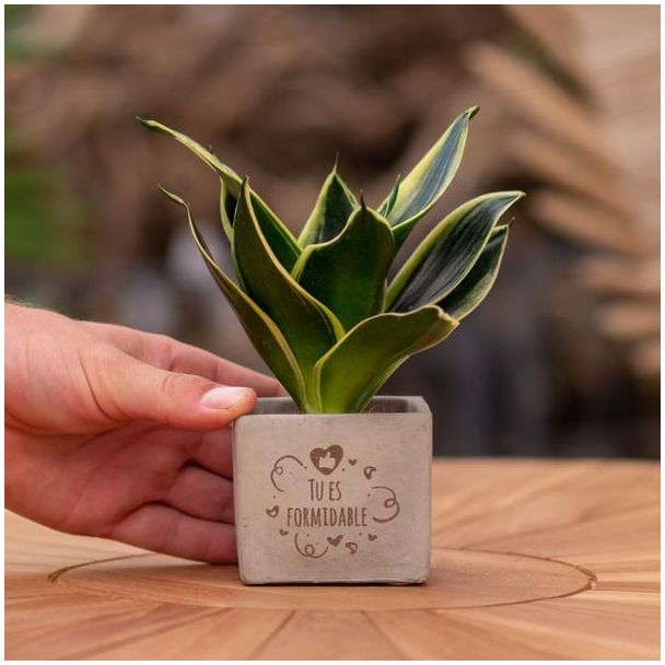 Ein Stetopf mit dem Text "Du bist großartig" und einem Sansevieria-Pflänzchen darin, Geschenk-Tipp, Nikolaus-Tipp, Weihnachtsgeschenk, Kollege, 15 cm - Ø7,5 cm