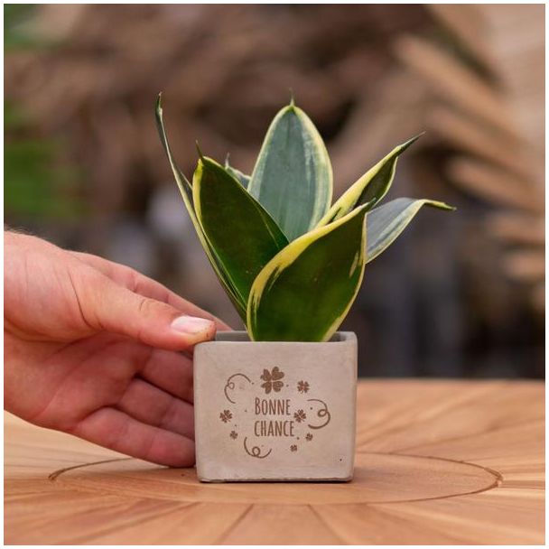 Ein Steingefäß mit dem Text "Viel Glück" und einer Sansevieria-Pflanze darin, Geschenk-Tipp, Nikolaus-Tipp, Weihnachtsgeschenk, Kollege, 15 cm - Ø7,5 cm