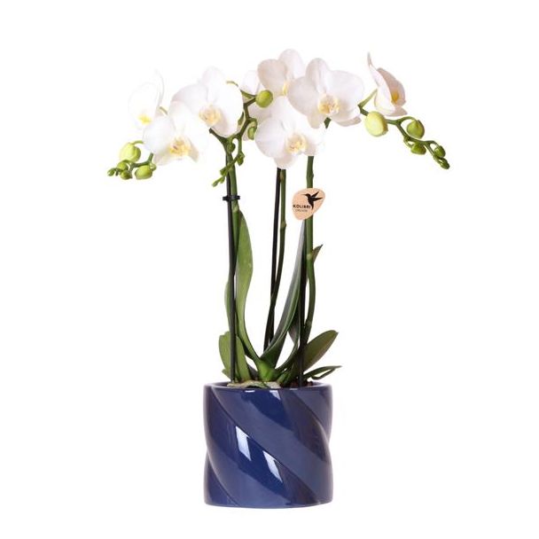 Geschenk-Tipp! Schmetterlingsorchidee Amabilis, Farbe Weiß, Candy Dektopf Blau, Blühende Zimmerpflanze, Phalaenopsis Orchideen, Topfgröße 09cm