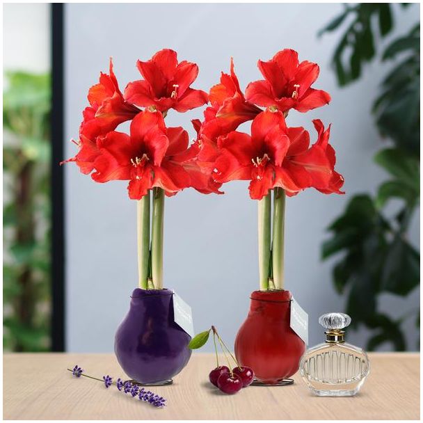 Geschenk-Tipp! Gewachste Amarylliszwiebeln, Duftmix, 2 Stück, Blütenfarbe Rot, Ø10cm, 18cm hoch