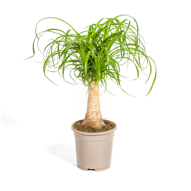 "Elefantenfuß", Grüne Zimmerpflanze auf Stamm, pflegeleicht, tropisches Aussehen, Beaucarnea recurvata Stamm Ø17cm - ↕50cm