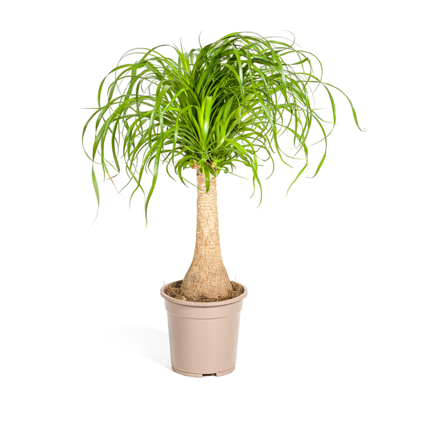 "Elefantenfuß", Grüne Zimmerpflanze auf Stamm, pflegeleicht, tropische Ausstrahlung, Beaucarnea recurvata Stamm Ø21cm - ↕70cm