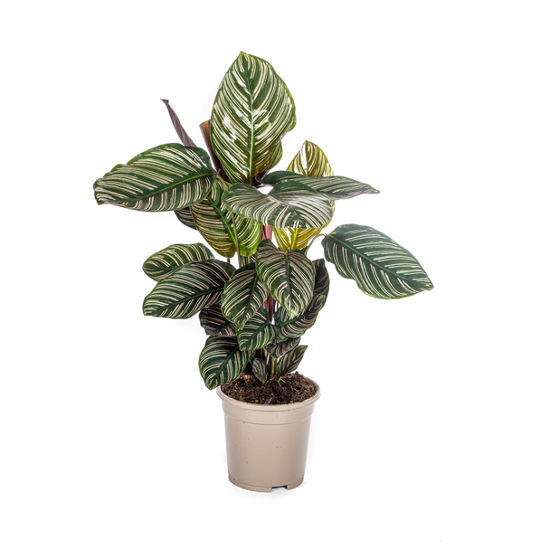 Zebrapflanze Calathea Ornata Sanderiana Höhe ca. 45 cm Ø 17 cm Streifenpflanze