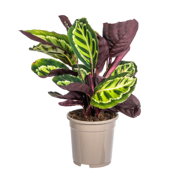 Rosenblatt-Glanzblatt Ø17cm - ↕40 - 50cm