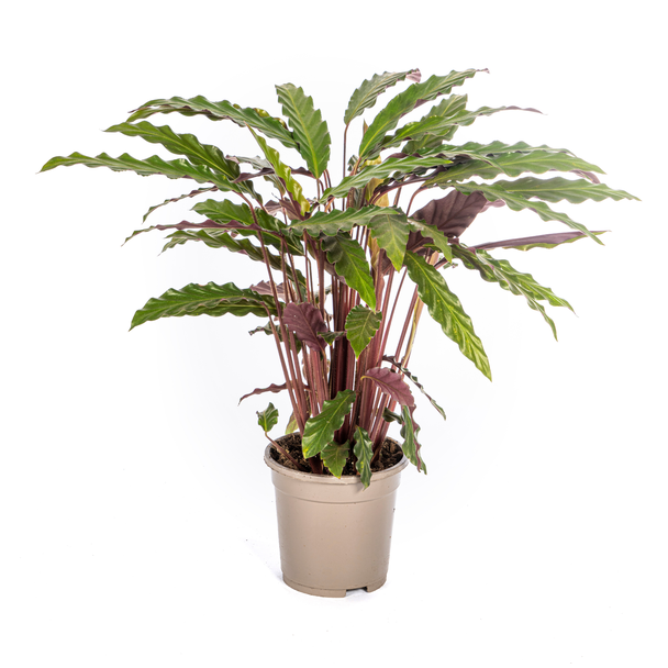 Calathea Rufibarba – Samtblatt Ø17cm – ↕40-50cm – Tropische Zimmerpflanze