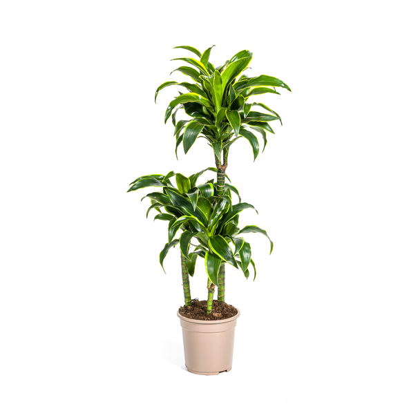Dracaena Pflanze Dorado, Dunkelgrüne Blätter mit subtilen gelben Rändern. Tropische Ausstrahlung, grüne Zimmerpflanze, Dracaena deremensis Dorado Ø21cm - ↕110cm