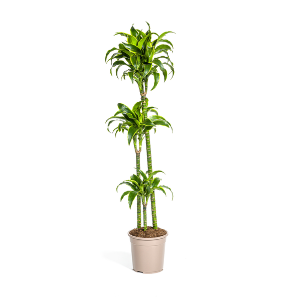 Dracaena-Pflanze Dorado, Dunkelgrüne Blätter mit subtilen gelben Rändern. Tropische Ausstrahlung, grüne Zimmerpflanze, Dracaena deremensis Dorado Ø24cm - ↕130cm