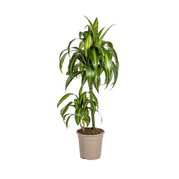 Dracaena 'Hawaiian Sunshine', Grünes Blatt mit hellen Streifen. Tropische Ausstrahlung, Grüne Zimmerpflanze, Dracaena deremensis 'Hawaiian Sunshine' Ø19cm - ↕80cm
