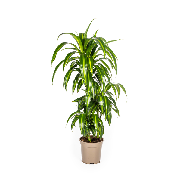 Dracaena 'Hawaiian Sunshine', Grünes Blatt mit hellen Streifen. Tropische Ausstrahlung, Grüne Zimmerpflanze, Dracaena deremensis 'Hawaiian Sunshine' Ø21cm - ↕100cm