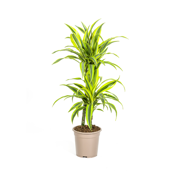 Dracaena Pflanze Lemon Lime, Felgrünes Blatt mit Breiten Gelben Rändern. Tropische Ausstrahlung, Grüne Zimmerpflanze, Dracaena Deremensis Lemon Lime Ø19cm - ↕80cm