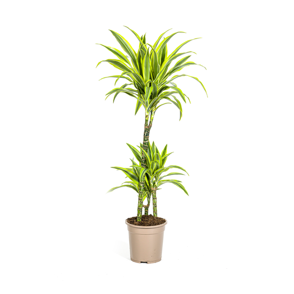 Dracaena Pflanze Lemon Lime, Hellgrünes Blatt mit Breiten Gelben Rändern. Tropische Ausstrahlung, Grüne Zimmerpflanze, Dracaena deremensis Lemon Lime Ø21cm - ↕100cm
