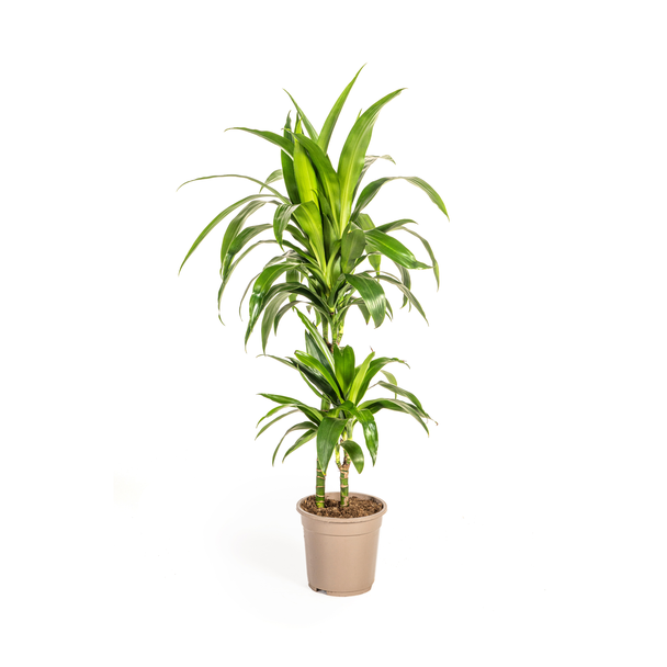 Dracaena-Pflanze Lisa, Dunkelgrünes Blatt. Tropische Ausstrahlung, Grüne Zimmerpflanze, Dracaena deremensis Lisa Ø19cm - ↕80cm